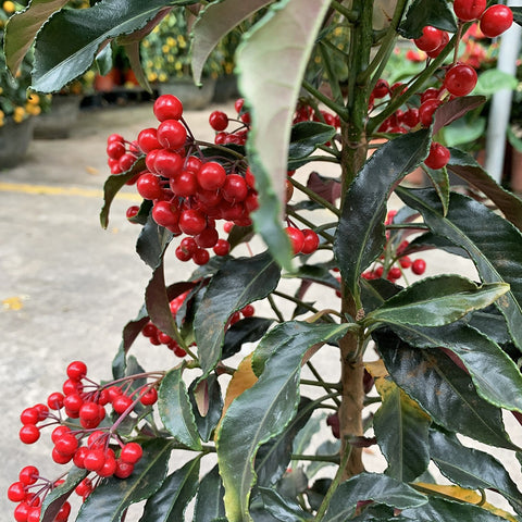 Coral Berry 朱砂根 (Ardisia Crenata)