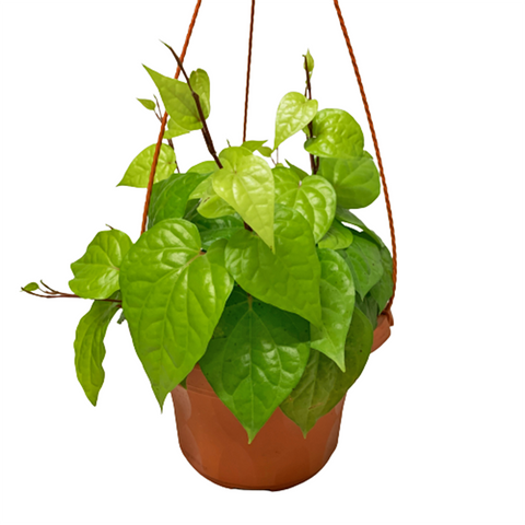 Betel Leaf 槟榔叶 (Daun Sirih) Piper Siriboa