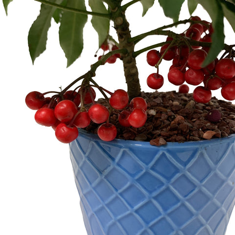 CNY Arrangement (2649)
