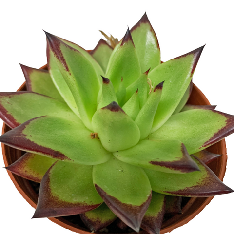 Assorted Succulent (2342)