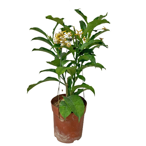 Hoya Shooting Star (Hoya Multiflora Blume)