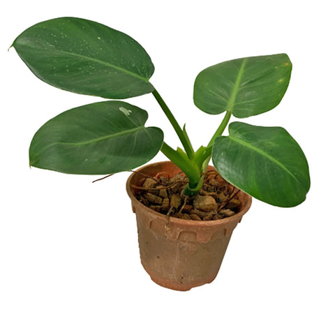 Philodendron White Wizard