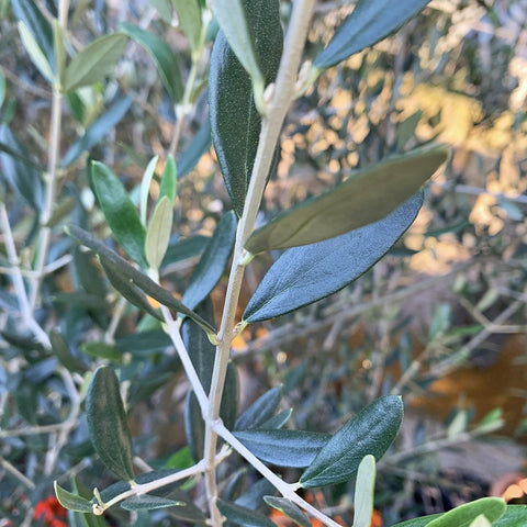 Mature Olive Tree 橄榄 オリーブ (JAPAN)