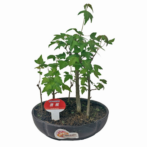 Toukaede Bonsai 唐楓 Trident Maple (Japan)