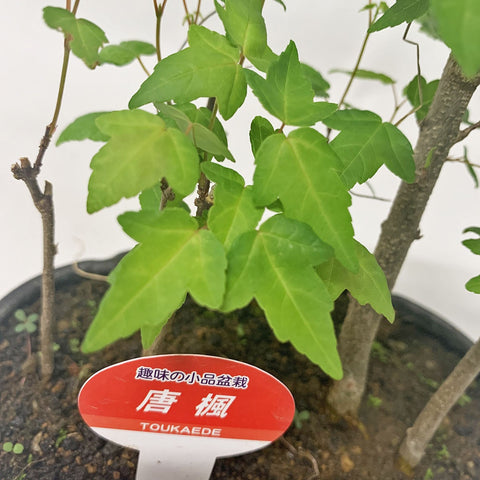 Toukaede Bonsai 唐楓 Trident Maple (Japan)