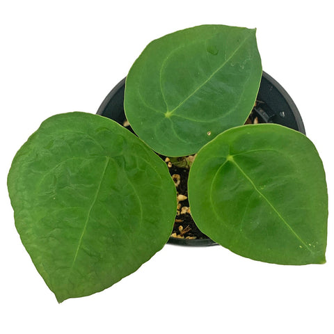 Anthurium Forgetii