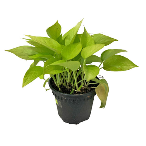 Epipremnum Golden (Money Plant)