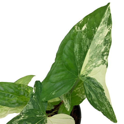 Syngonium Podophyllum (Arrowhead Philodendron)