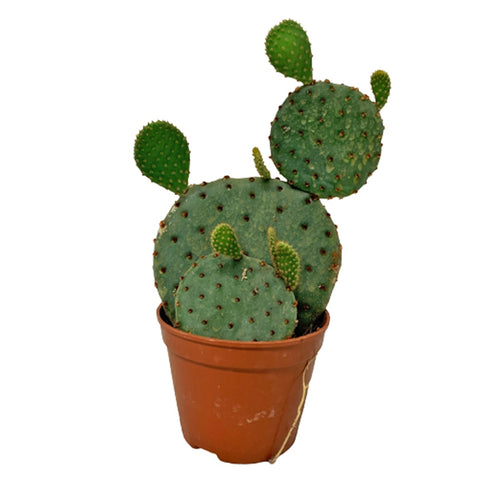 Opuntia Microdasys Rufida (Cinnamon Bunny Ears Cactus)