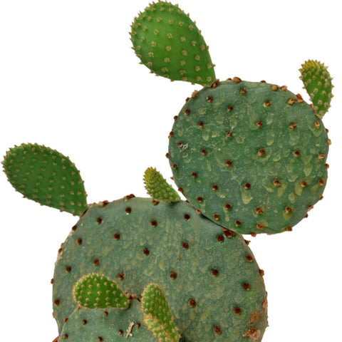 Opuntia Microdasys Rufida (Cinnamon Bunny Ears Cactus)