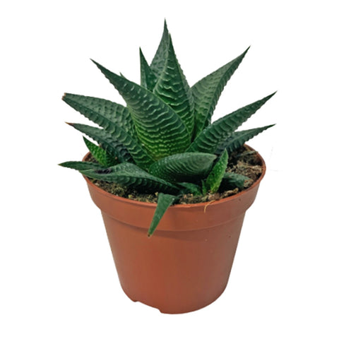 Haworthia limifolia 'Fairy Washboard'