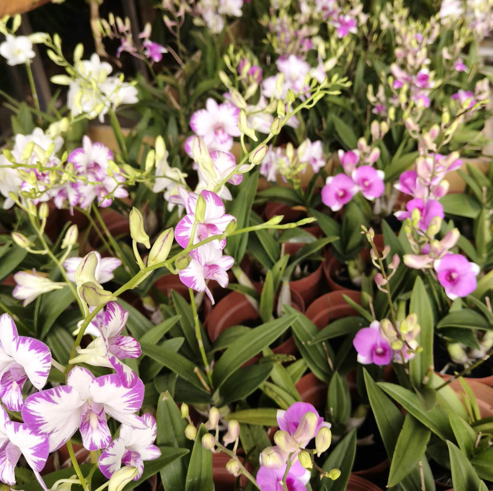 Mini Dendrobium orchid Candy Floriculture