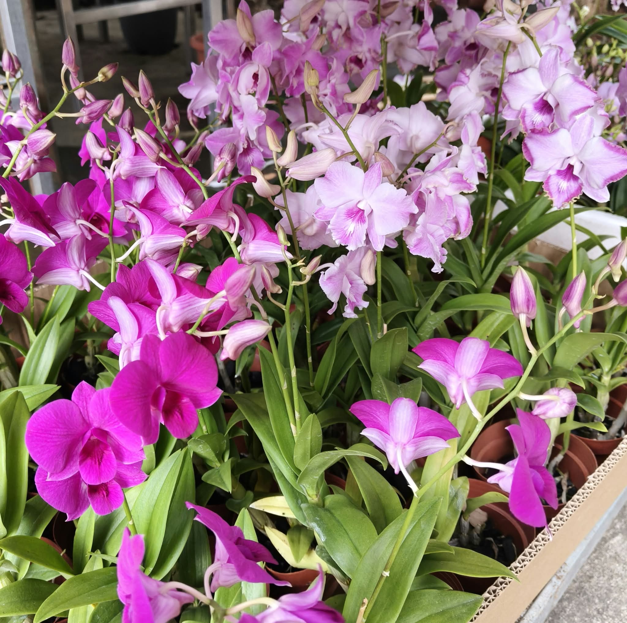 Mini Dendrobium orchid Candy Floriculture