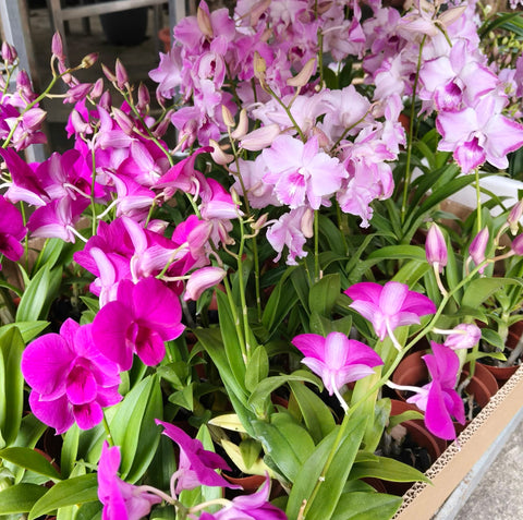 Mini Dendrobium orchid Candy Floriculture