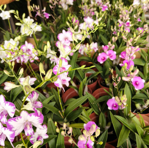 Mini Dendrobium orchid Candy Floriculture