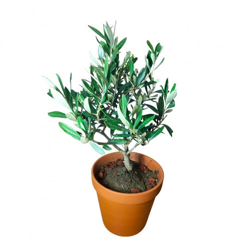 Bonsai olive tree in terracotta pot (4219)