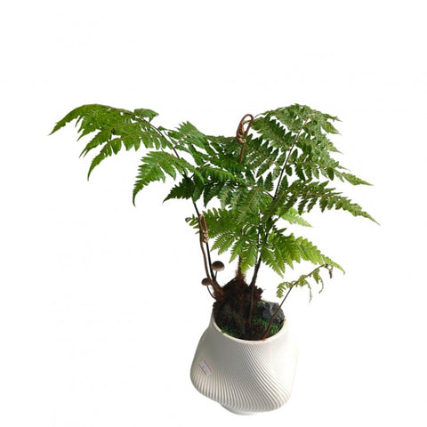 Dryopteris Expansa in decorative pot (4217)