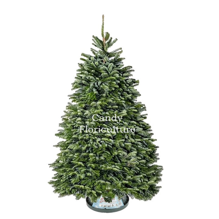 (2026) 4-5ft NORDMANN FIR Live Christmas Tree Candy Floriculture